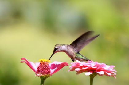 https://www.z3xmi.onnik.hep.it/get image.phtml?image=colibri https://www.z3xmi.onnik.hep.it/get image.phtml?image=colibri