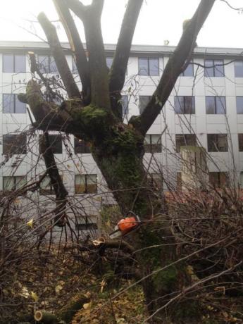 https://www.z3xmi.onnik.hep.it/get image.phtml?image=tagli+alberi